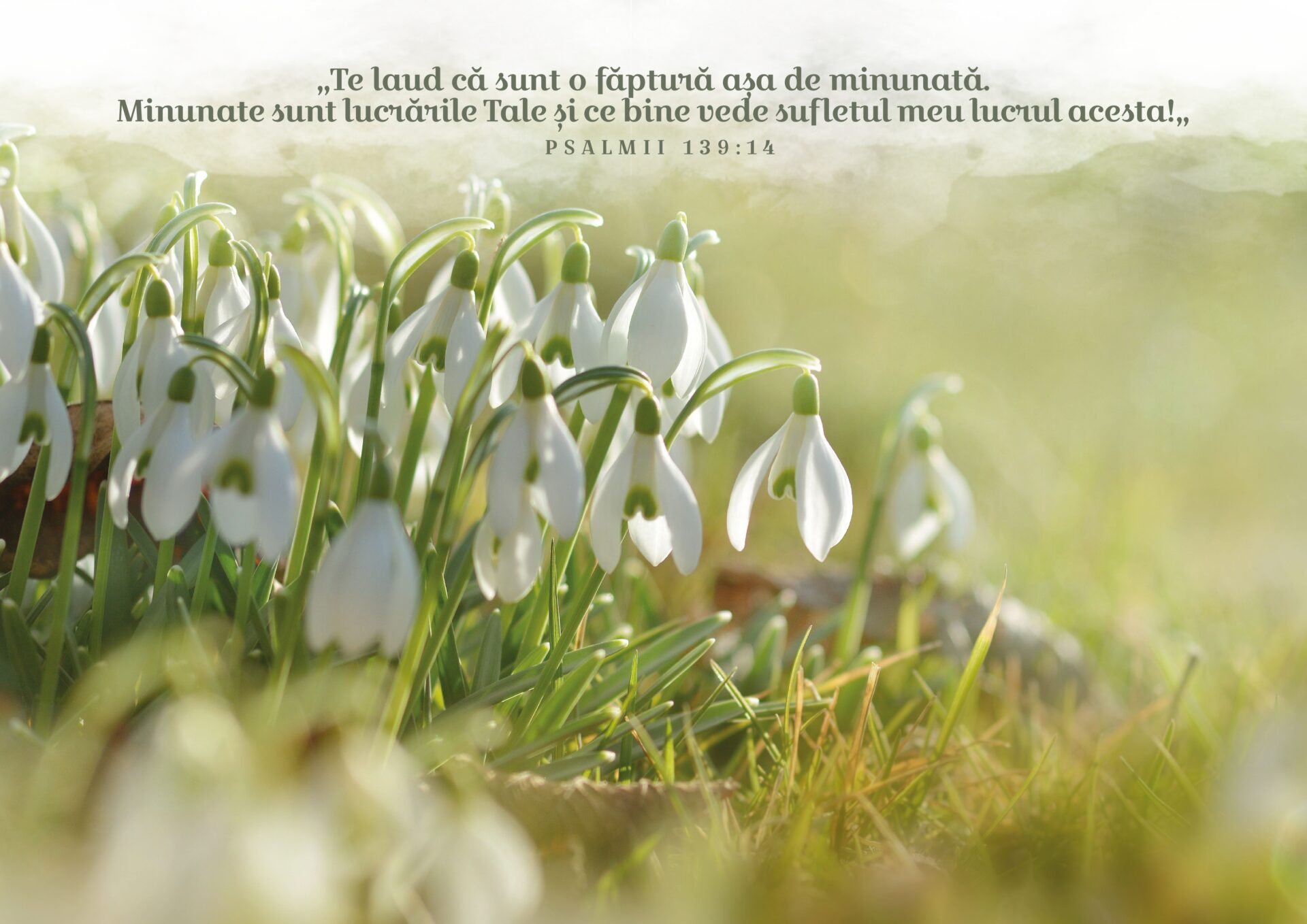 Calendar 2023 – Februarie